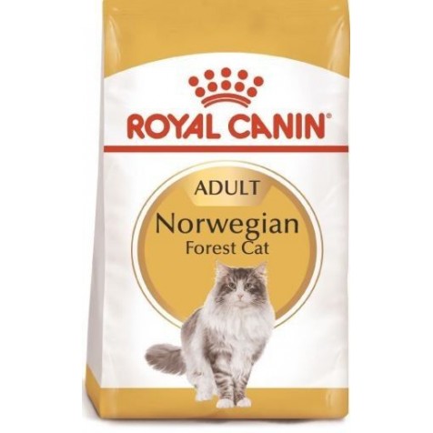 Royal-Canin-Gato-Norwegian-Forest