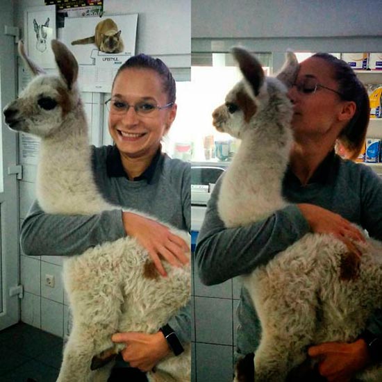 animales en el veterinario - Trabajar con animales, un placer en imágenes