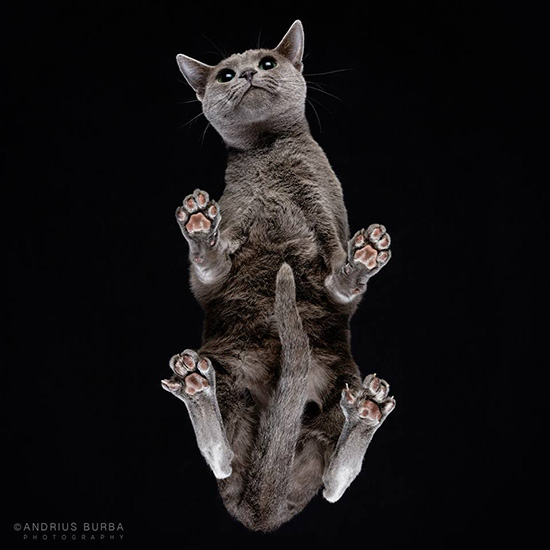 foto gato desde abajo Andrius Burba 2 - Fotos con otra perspectiva de los gatos
