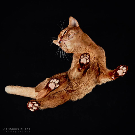 foto gato desde abajo Andrius Burba 5 - Fotos con otra perspectiva de los gatos