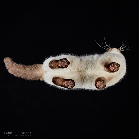 foto gato desde abajo Andrius Burba 8 - Fotos con otra perspectiva de los gatos