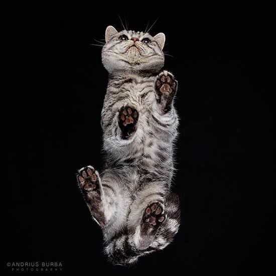 foto gato desde abajo Andrius Burba 9 - Fotos con otra perspectiva de los gatos