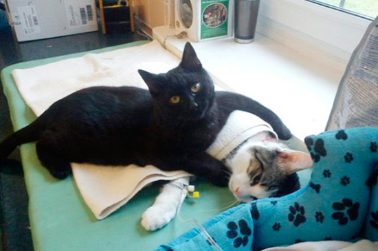 gato enfermero radamenes - Trabajar con animales, un placer en imágenes
