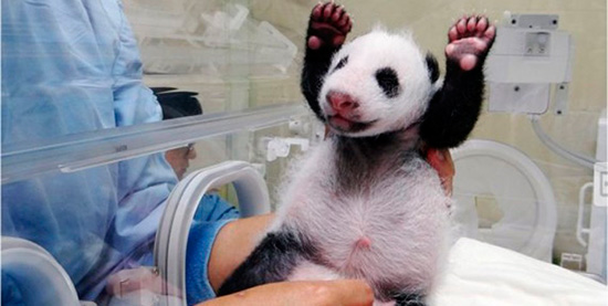 oso panda en incubadora - Trabajar con animales, un placer en imágenes