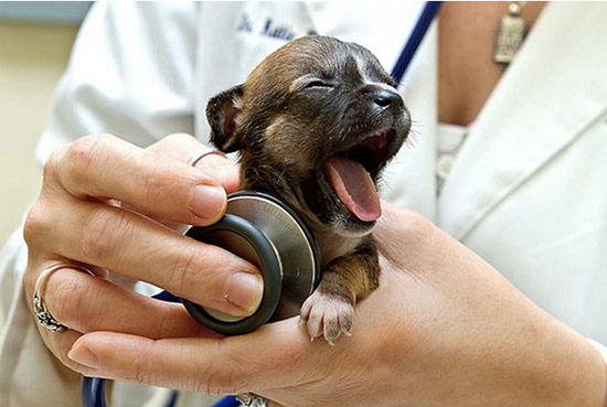 perrito en el veterinario - Trabajar con animales, un placer en imágenes