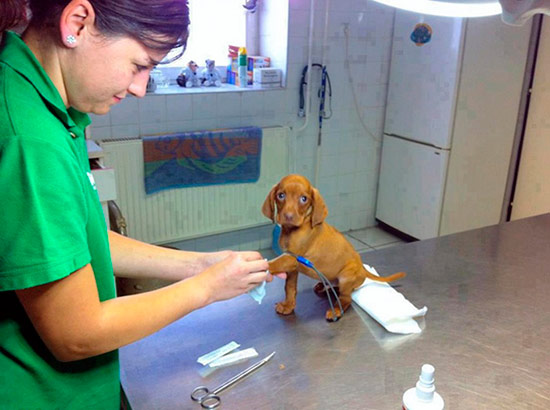 perro en el veterinario - Trabajar con animales, un placer en imágenes