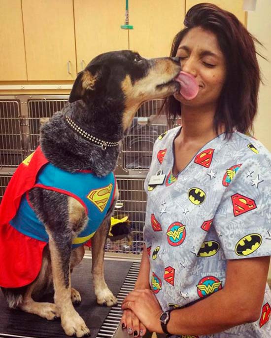 perro lamiendo la cara a cuidadora - Trabajar con animales, un placer en imágenes