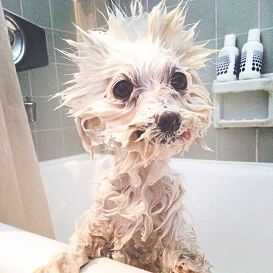 perro mojado en la ducha - ¿Caída excesiva del pelo de tu perro?