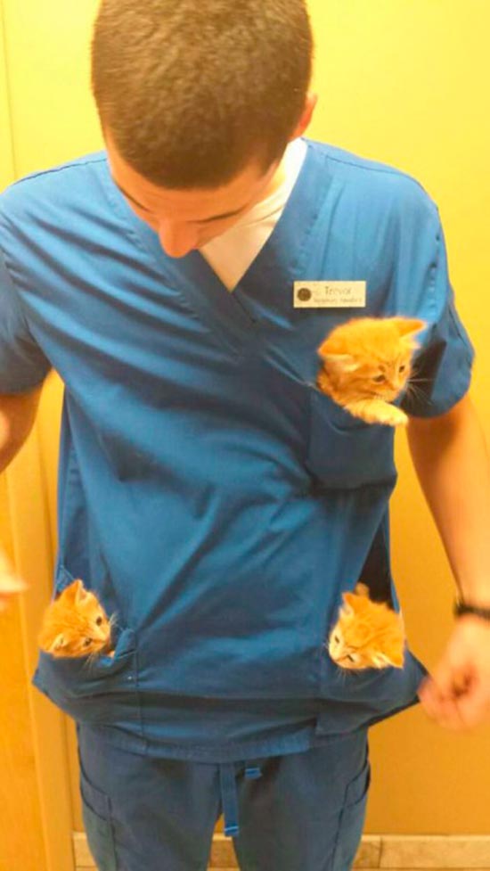 veterinario con gatos en bolsillos - Trabajar con animales, un placer en imágenes