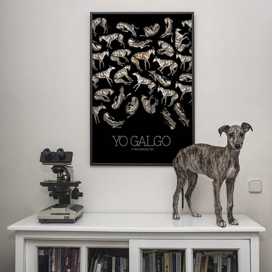 Galgo Bacalao con cartel Yo galgo - 'Yo Galgo', un documental real