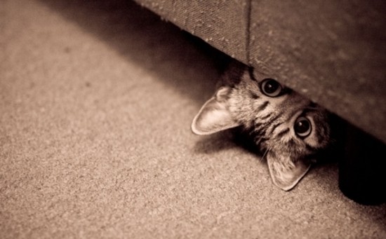 gato bajo sofa - Encuentra el gato escondido en estas fotos