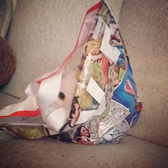 gato camuflado 16 - Encuentra el gato escondido en estas fotos