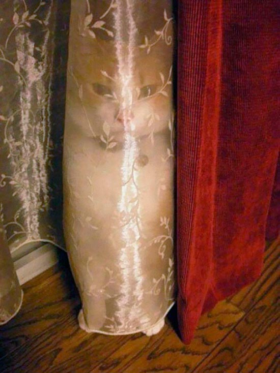 gato camuflado 9 - Encuentra el gato escondido en estas fotos