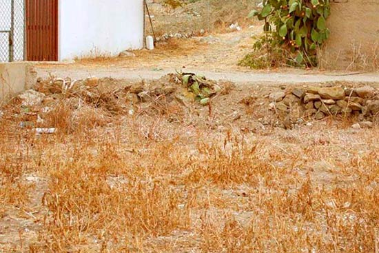 gato-camuflado-en-la-hierba
