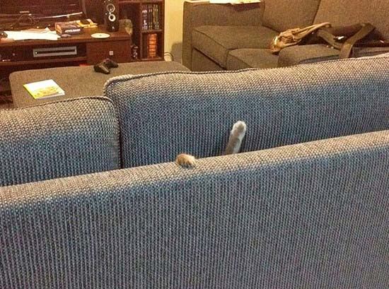 patas gato sofa - Encuentra el gato escondido en estas fotos