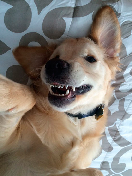perro golden retriever ortodoncia brackets - La importancia de la ortodoncia canina