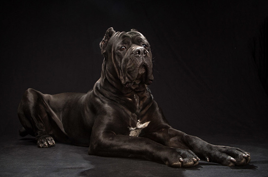 perro negro foto Fred Levy 2 - El ´síndrome del perro negro`