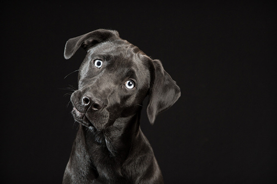 perro negro foto Fred Levy 3 - El ´síndrome del perro negro`