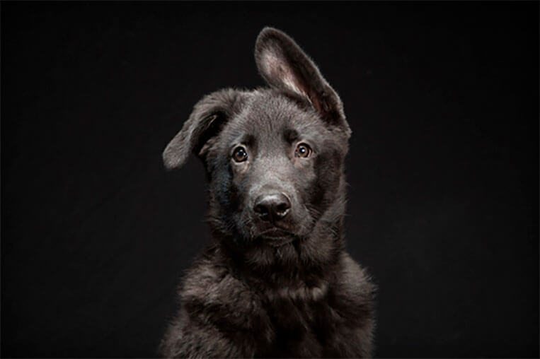 perro negro foto Fred Levy - El ´síndrome del perro negro`