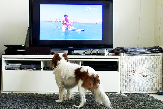 DogTV television para perros 2 - Imágenes tecnológicas de perros y gatos