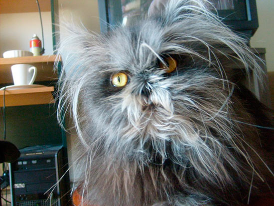 gato moony strange cat 2 - ¡Conoce a la gata Moony!