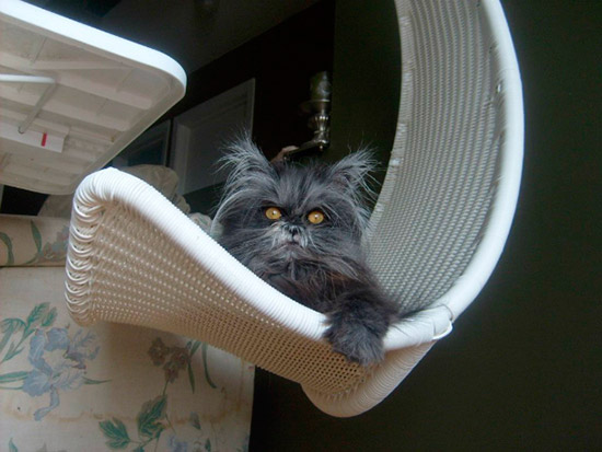gato moony strange cat 3 - ¡Conoce a la gata Moony!
