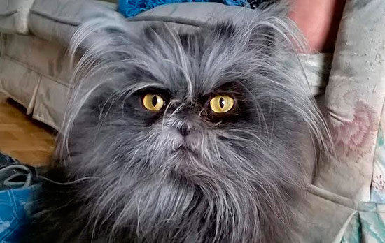 gato moony strange cat 4 - ¡Conoce a la gata Moony!