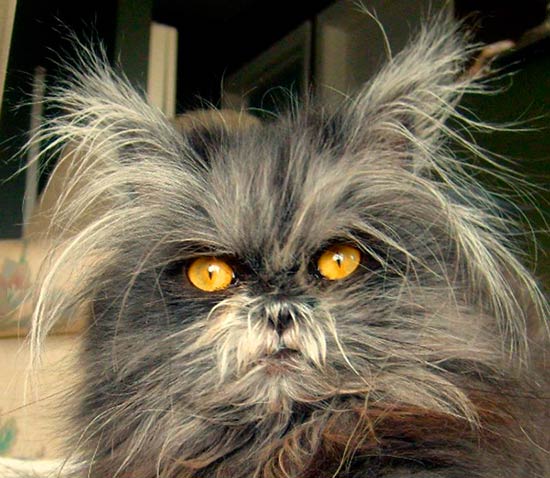 gato moony strange cat - ¡Conoce a la gata Moony!