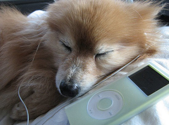 perro escuchando musica - Imágenes tecnológicas de perros y gatos