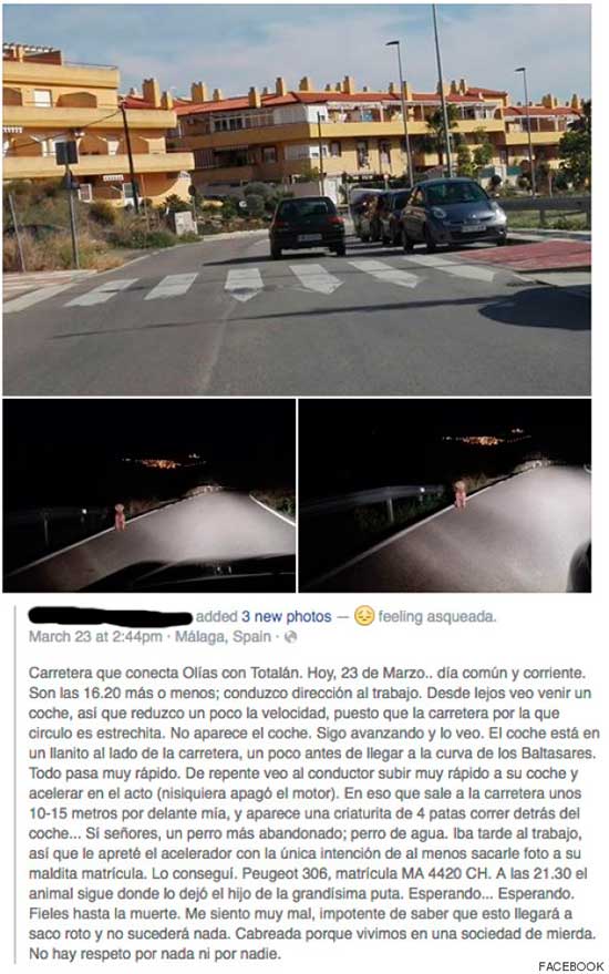 perro abandonado carretera - ¡Actúa ante un perro abandonado en la carretera!