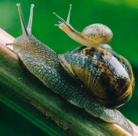 caracol con su cria - Imágenes de crías: ¿animales o humanos?