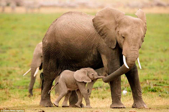 elefante con su cria - Imágenes de crías: ¿animales o humanos?