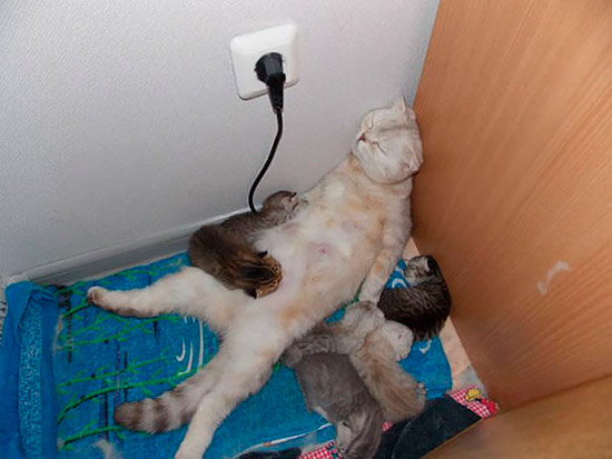gata durmiendo con sus gatitos - Imágenes de crías: ¿animales o humanos?