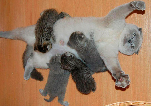 mama gata con crias - Imágenes de crías: ¿animales o humanos?