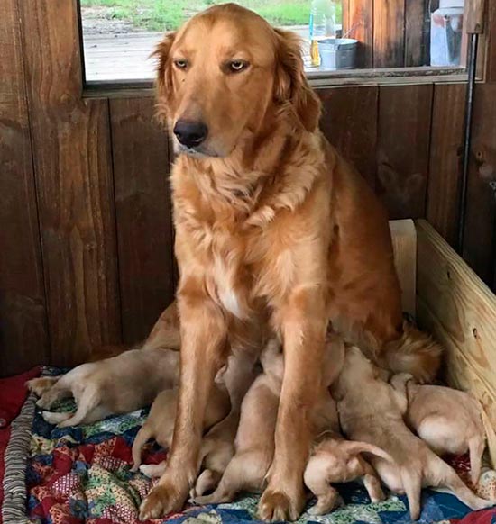 mama perro amamantando - Imágenes de crías: ¿animales o humanos?