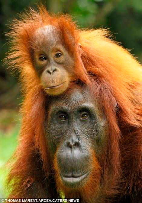 orangutanes - Imágenes de crías: ¿animales o humanos?
