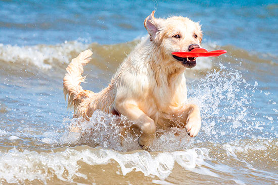 perro en la playa - ¡Tu perro seguro en la playa!