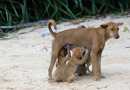 perros - Imágenes de crías: ¿animales o humanos?