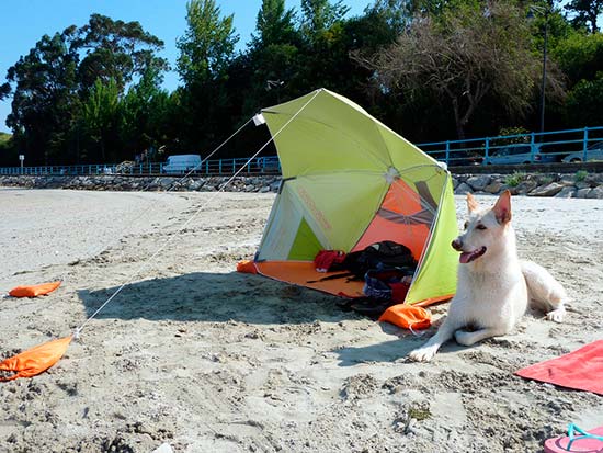 playa para perros - ¡Tu perro seguro en la playa!
