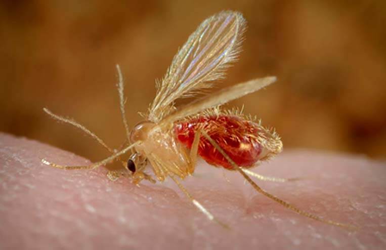 mosquito flebotomo leishmaniosis - Vacuna contra la leishmaniosis