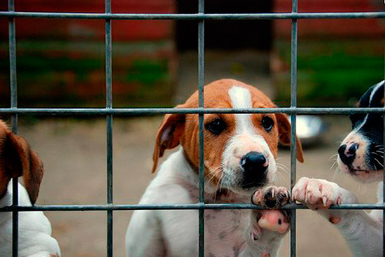 perro en adopcion - Perros rescatados de la basura de Trapagarán