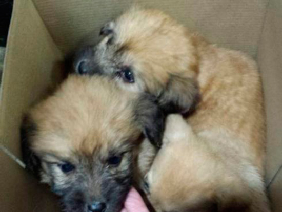 perros abandonados trapagaran - Perros rescatados de la basura de Trapagarán