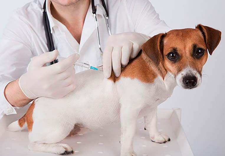 vacunas perros - Vacuna contra la leishmaniosis