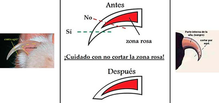 Como Cortar Unas Gato - ¿Arañazos de gato en tus muebles?