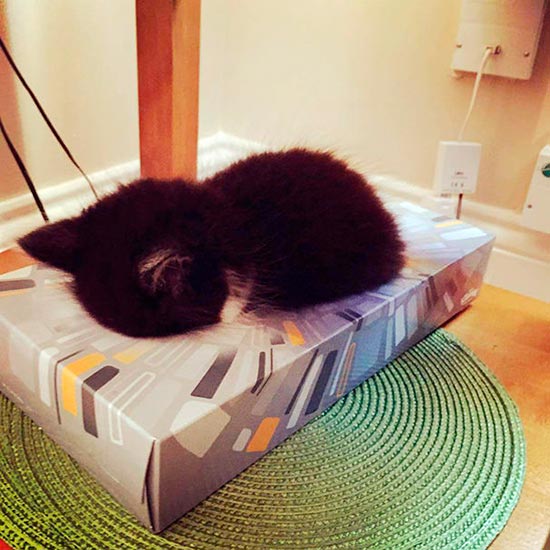 gato durmiendo 1 - ¡Gatos durmiendo cazados!