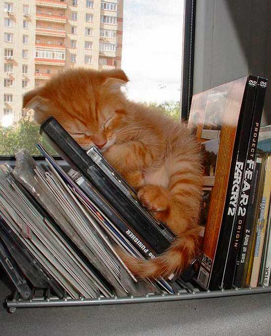 gato durmiendo 11 - ¡Gatos durmiendo cazados!