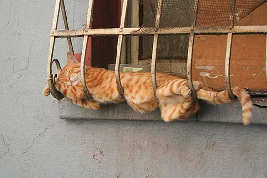 gato durmiendo 12 - ¡Gatos durmiendo cazados!