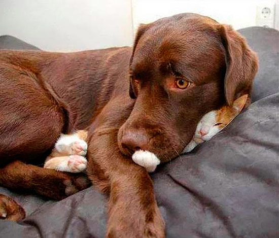 gato durmiendo 15 - ¡Gatos durmiendo cazados!