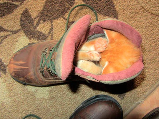 gato durmiendo 4 - ¡Gatos durmiendo cazados!