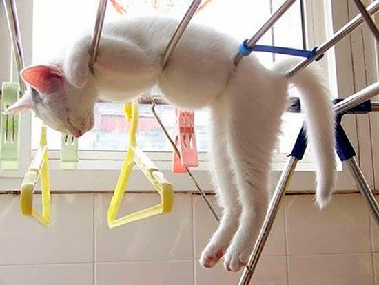 gato durmiendo 6 - ¡Gatos durmiendo cazados!